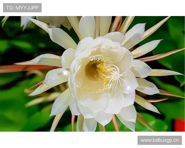 亚马尔:百年一遇的天赋还是被高估的昙花一现? 亚马尔:百年一遇的天赋还是被高估的昙花一现?